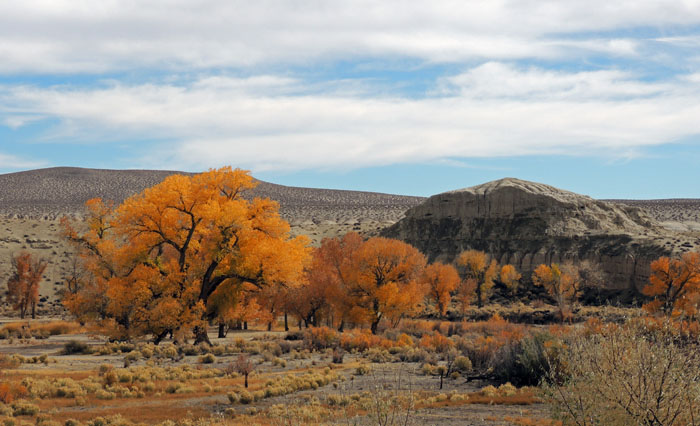 Campbell Valley, NV - Cottonwoods