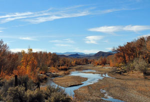 Carson River Weeks, Nevada